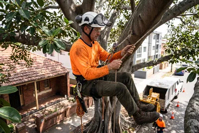 Qualified arborist working with a two rope climbing system in a backyard eucalyptus in Parramatta