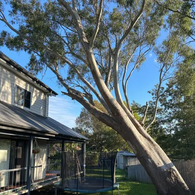 Before: Camphor laurel craned out over a unit block, Parramatta