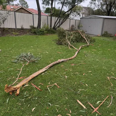 Before: Storm-torn fig limb over a heritage cottage, Parramatta