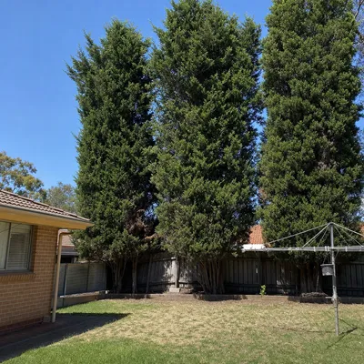 Before: Jacaranda removed from a paved courtyard, Parramatta