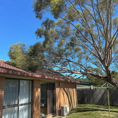 Before: Crown lift over a street frontage, Parramatta