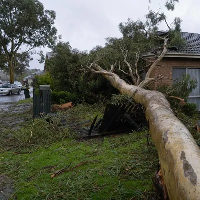 Emergency Tree Services Parramatta